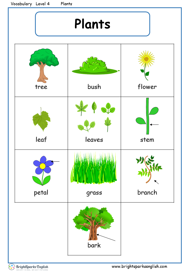plants english vocabulary worksheet