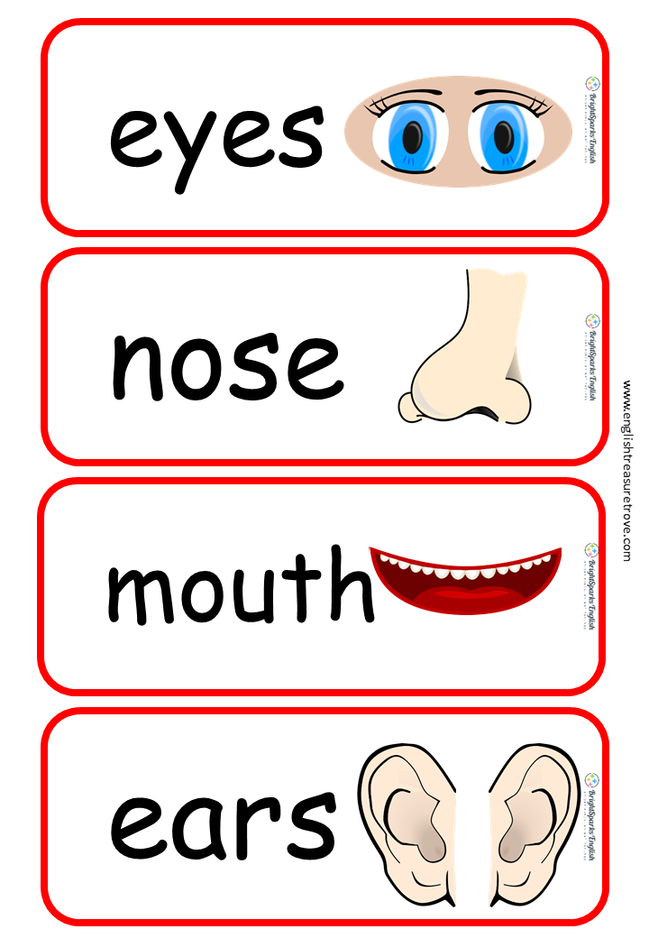 Parts Of The Body Flashcards For The Super Simple Learning